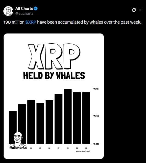 Whales Scoop 190M Tokens During Steep Drop